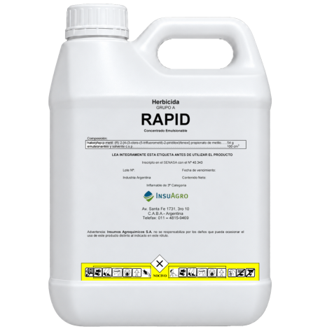 Rapid 